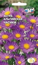 Цветок Астра Часики (альпийская, лилово-сиреневая, махровая)